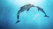 Dolphin Tale 2 Fragman