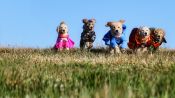 Super Buddies Fragman