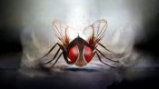 Eega Fragman