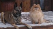 Step Dogs Fragman