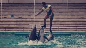 The Last Dolphin King Fragman