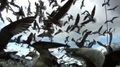 Leviathan Fragman