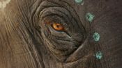 The Elephant Whisperers Fragman