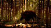 Ma famille et le loup Fragman