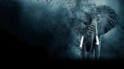 The Ivory Game Fragman