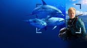 Dolphins Up Close with Bertie Gregory Fragman