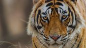 Tiger Fragman
