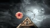 Petals on the Wind Fragman