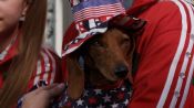 Wiener Dog Internationals Fragman