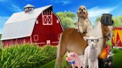 A Dog and Pony Show Fragman