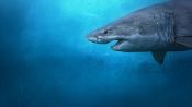 Sharks of the North Fragman