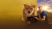 Cheetahs Up Close with Bertie Gregory Fragman