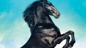Black Beauty Fragman