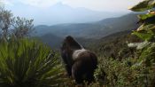 A Gorilla Story: Told by David Attenborough Fragman