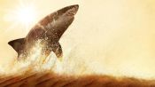 Attack of the Red Sea Sharks Fragman
