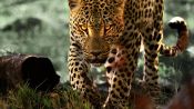 Living with Leopards Fragman