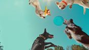 Inside the Mind of a Dog Fragman