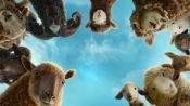 The Sheep Detectives Fragman