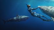 Shark Whisperer Fragman