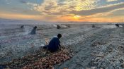 Harvest of Light Fragman