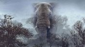 Ghost Elephants Fragman