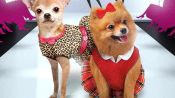 Designer Pups Fragman