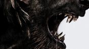 Uncaged Fragman