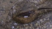 Notes of a Crocodile Fragman
