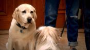The Dog Who Saved Easter Fragman