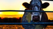 Cowspiracy: The Sustainability Secret Fragman