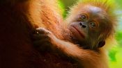 Secret Lives of Orangutans Fragman