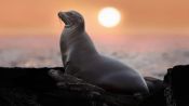 Sea Lions of the Galapagos Fragman