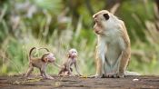 Monkey Kingdom Fragman