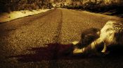 Wrong Turn 2: Dead End Fragman