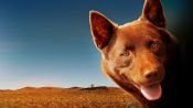 Red Dog Fragman