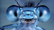 Microcosmos Fragman