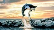 Free Willy Fragman