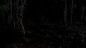 The Hunt Fragman