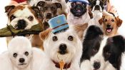 Hotel for Dogs Fragman