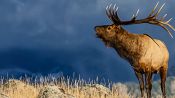 The Olympic Elk Fragman