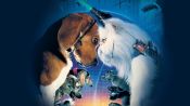 Cats & Dogs Fragman