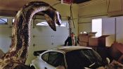 Python Fragman