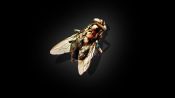 The Fly Fragman