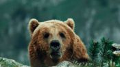 The Bear Fragman