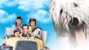 The Shaggy Dog Fragman