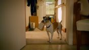Treasure Hounds Fragman