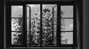 24 Frames Fragman