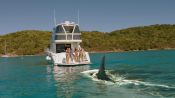 Mississippi River Sharks Fragman