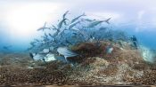 Chasing Coral Fragman