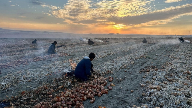 Harvest of Light